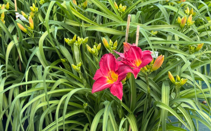 Hemerocallis "Charles Johnston"